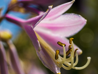 Hosta flower head in light rosa and white colors and freestanding polls 