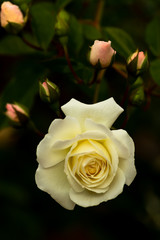 yellow rose