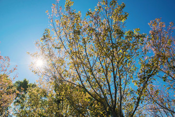 Sunlight in the green forest and blue sky