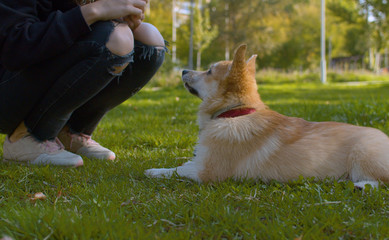 Corgi and its owner on the grass