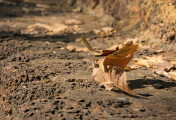 Dry leaves on the stone walk