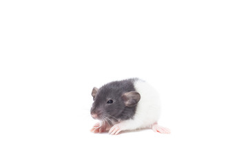 rat on white background