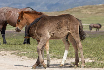 Pair of Cute Wild Horse Foals in Utah