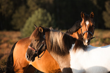 Zwei Pferde stehen sich gegenüber und werden im Sonnenuntergang von der Sonne angeschienen