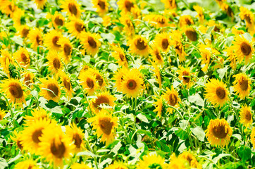 Sunflowers