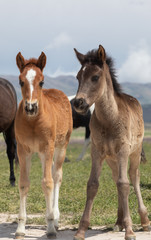 Naklejka na ściany i meble Pair of Cute Wild Horse Foals in Utah