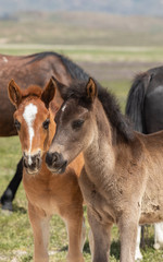 Pair of Cute Wild Horse Foals in Utah