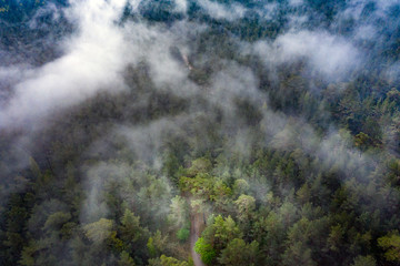 Morning fog over pine forest.