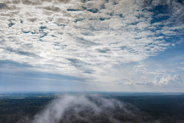 Morning fog over pine forest.
