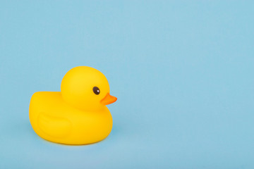 bath yellow rubber duck on blue background