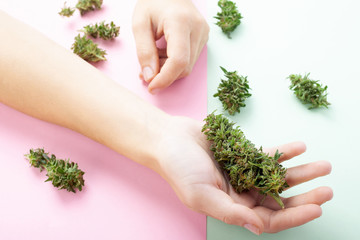 beauty marijuana concept,beautiful female hand with fresh green cannabis buds,organic cosmetics...