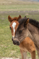 Naklejka na ściany i meble Pair of Cute Wild Horse Foals in Utah