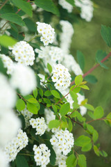 Flowering bushes of white spirea (Spiraea cantoniensis). Also known as Reeve's spiraea, Bridalwreath spirea, Meadowsweet, Double White May or May Bush).