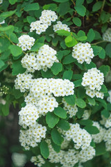 Flowering bushes of white spirea (Spiraea cantoniensis). Also known as Reeve's spiraea, Bridalwreath spirea, Meadowsweet, Double White May or May Bush).