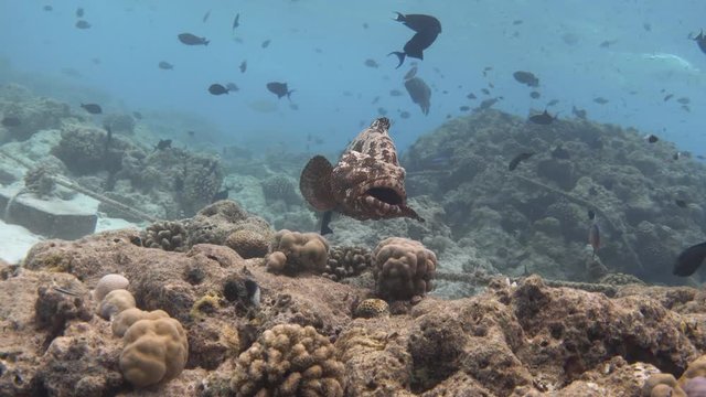Brown-marbled grouper near bleached coral reef, Maldives. 4K