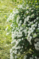 Flowering bushes of white spirea (Spiraea cantoniensis). Also known as Reeve's spiraea, Bridalwreath spirea, Meadowsweet, Double White May or May Bush).
