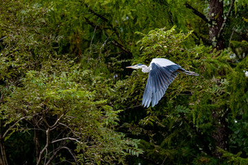 Gray heron flying in the forest