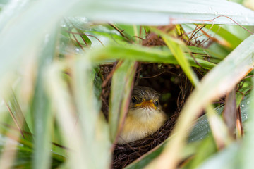 Obraz premium Baby bird Yellow-bellied Prinia or Prinia flaviventris in the nest which waiting for feeding eating time on green leaves in the garden, it is a species of bird in the Cisticolidae family.