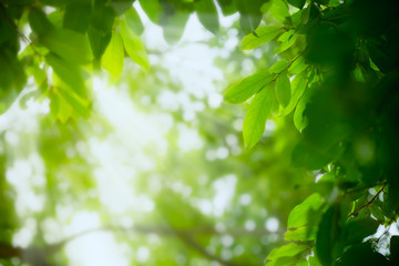 Green leaf on blurred greenery background. Beautiful leaf texture in sunlight. Natural background. close-up of macro with free space for text.
