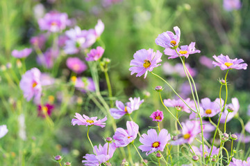 写真素材: コスモス