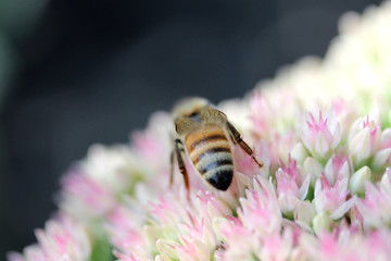 Back of Bee on Sedum