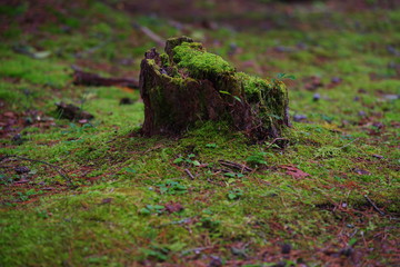 Stump covered with moss