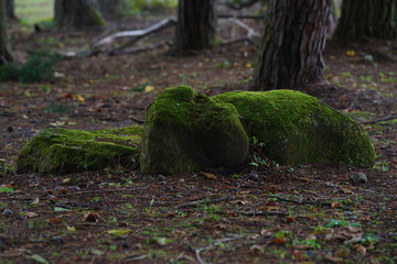 Stone covered in moss