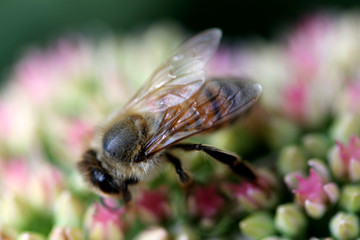 Bee Closeup on Pink Flower