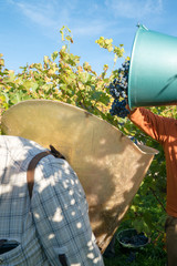 wine farmers collecting their Cabernet Sauvignon grapes as they harvest their vineyard