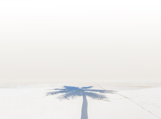 ombre de cocotier sur plage de sable blanc 