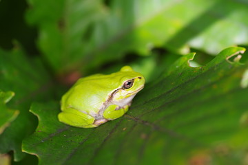 Tree frog on oak leaf-A