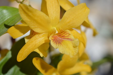 Obraz premium Wonderful yellow orchids with star