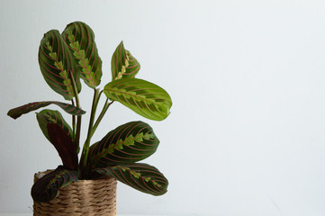 Maranta leuconeura var. erythroneura - Fascinator Tricolor (prayer plant). Exotic house plant in a basket on white background close-up - obrazy, fototapety, plakaty