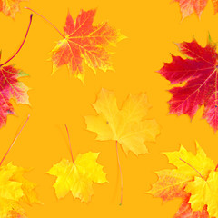 Fototapeta na wymiar Seamless texture of yellow and red fallen autumn leaves on yellow background. 