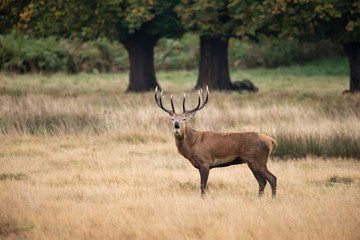 Naklejka na ściany i meble Sutning portrait of red deer stag Cervus Elaphus in Autumn Fall woodland landscape during the rut mating season