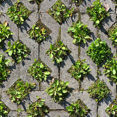 Seamless texture of old environmentally friendly concrete paving blocks with green grass growing inside the square cells. Wroclaw. Poland.