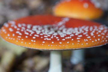 Pilz