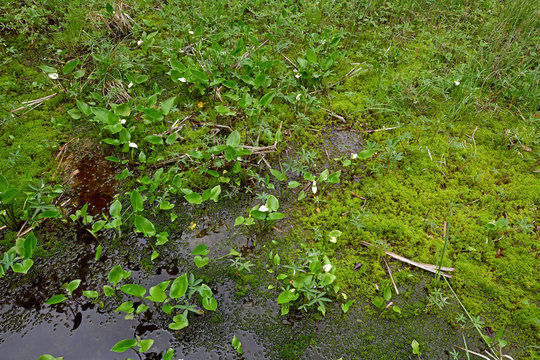 Schwingrasen in einem Moor - Floating mat in a bogland 