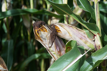 Zwei Maiskolben auf dem Feld lehnen aneinander