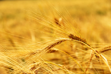 Golden Ears On The Summer Field Before Harvest