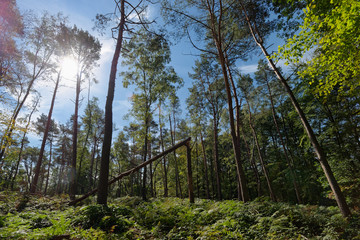 Wald am Heidesee, Bottrop
