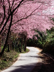 path in the forest, Thai​ sakura​ ​tree.​ ​Prunus cerasoides, Wild Himalayan Cherry