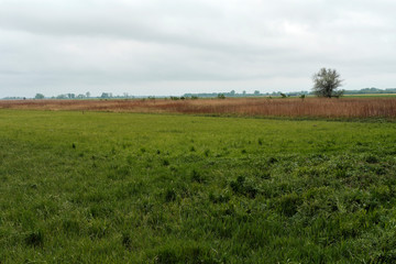 Fototapeta premium Waasen bei Andau im Nationalpark Neusiedler See, Burgenland, Österreich