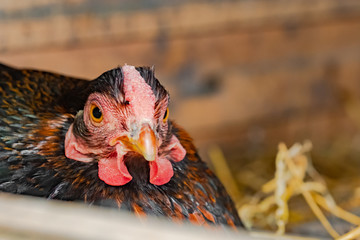 Shallow focus of adult Chicken hen seen laying in a clutch of eggs in a makeshift chicken house © Nick Beer