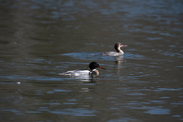 Merganser