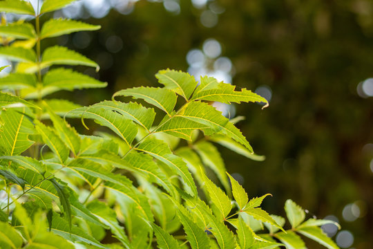 Azadirachta or neem tree leafs,  nimtree or Indian lilac.