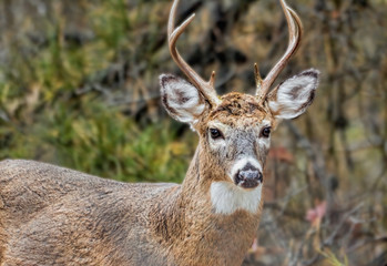 Portrait of Buck in Woods on Dunes