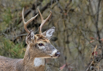 Buck Profile