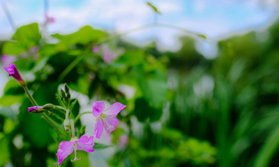 Beautiful and rare purple flowers seen in full bloom in the confines of a famous British horticulture and gardens. The flowers are located in part of a walled garden and seen in stages of blooming.