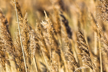 Fototapeta premium Golden Grasses